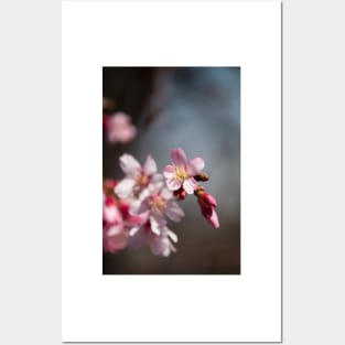 Spring Blossom Posters and Art